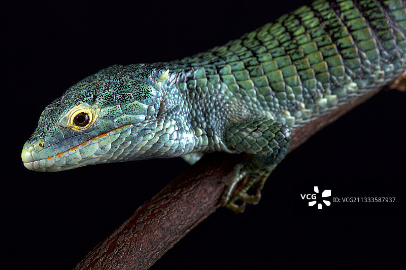危地马拉恰帕斯马德雷山脉特有博科特树栖鳄蜥图片素材