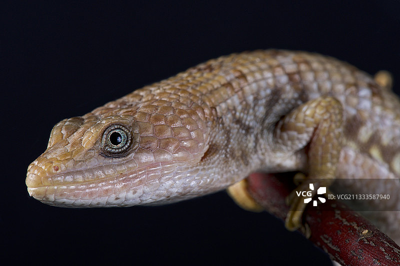 德克萨斯鳄蜥（Gerrhonotus infernalis）图片素材