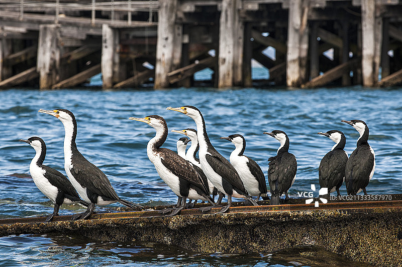 杂色鸬鹚和黑脸鸬鹚，南澳大利亚袋鼠岛金斯科特图片素材