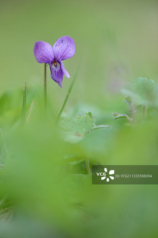 法国埃罗省的香堇菜图片素材