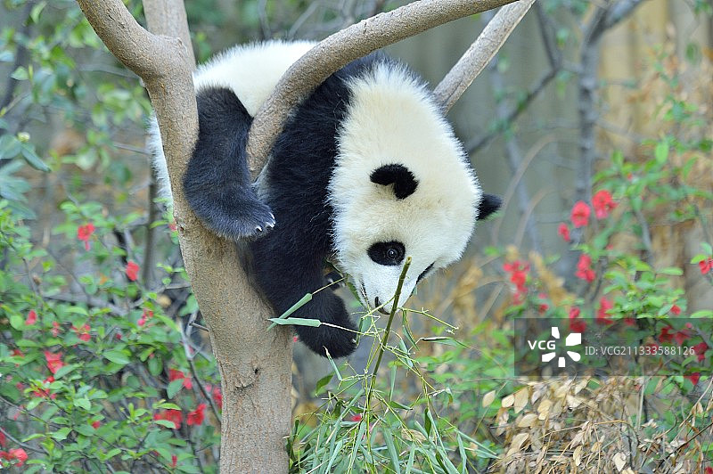 中国四川成都大熊猫研究中心树上的大熊猫幼崽图片素材