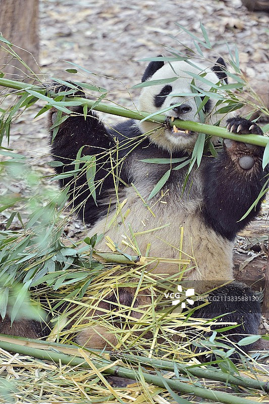 成都大熊猫繁育研究中心大熊猫图片素材