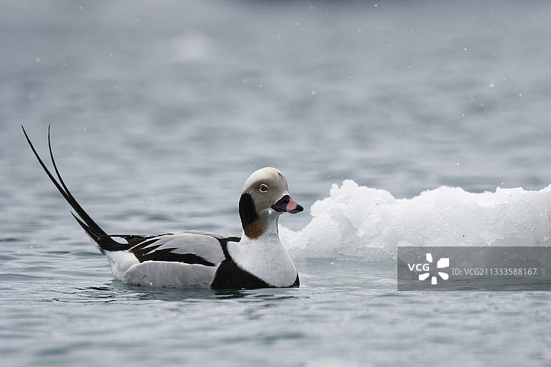 长尾鸭，位于挪威瓦朗厄尔巴茨峡湾港口图片素材
