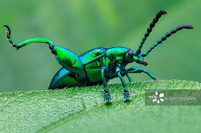 清晨休息的蛙腿甲虫图片素材
