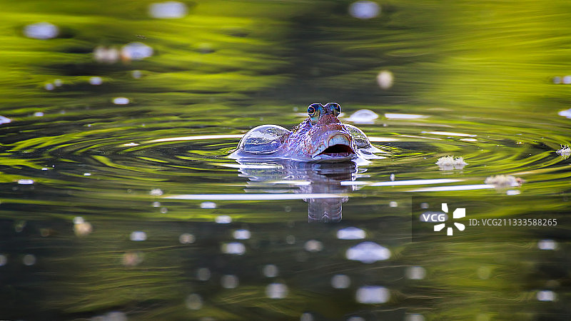 弹涂鱼（虾虎鱼科）吞咽空气图片素材