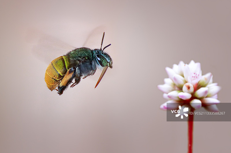 一只木匠蜂（Apidae）接近一朵花。图片素材