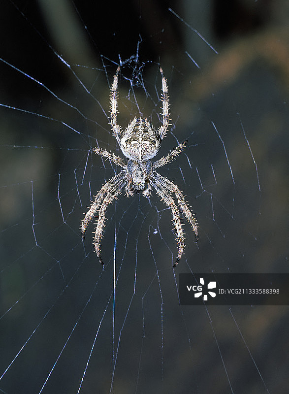 网上的欧洲花园蜘蛛图片素材