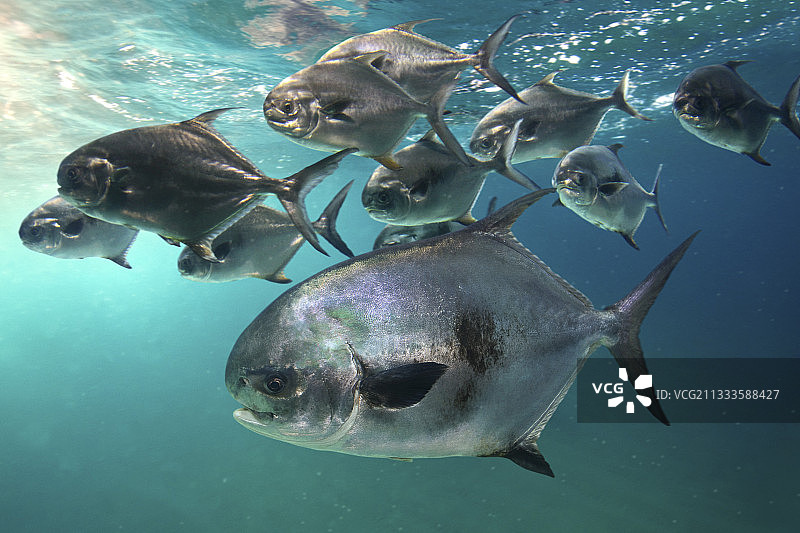 加勒比海中的鲳鲹鱼群图片素材
