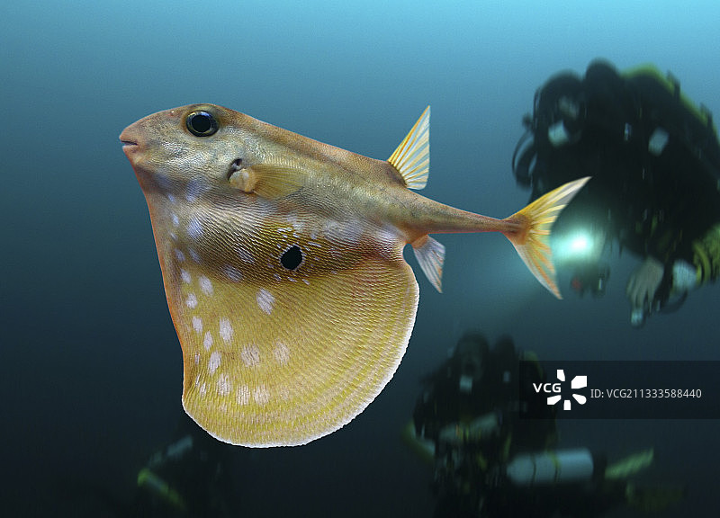 与潜水员一起游泳的三齿鲀图片素材