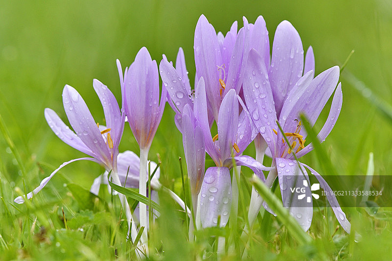 法国草地上的秋水仙花图片素材