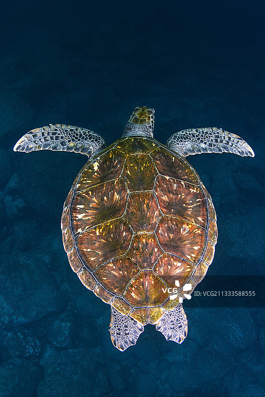 加那利群岛特内里费绿海龟图片素材