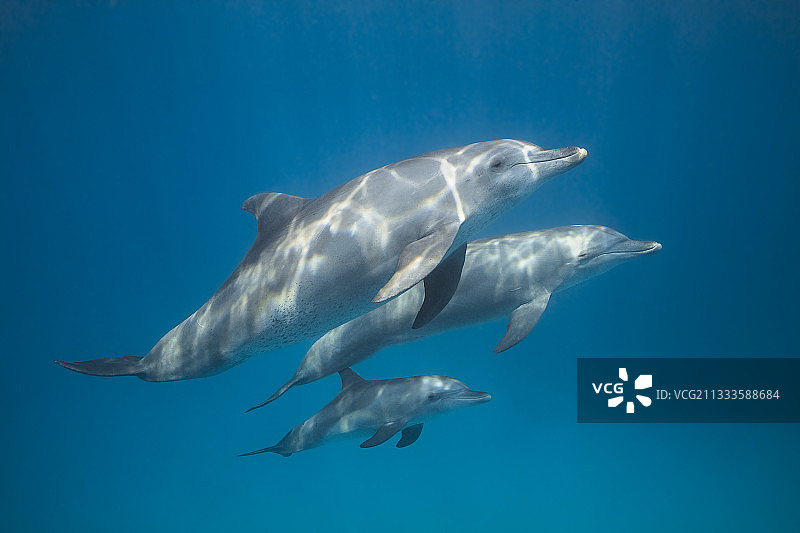 印度洋的瓶鼻海豚和幼崽，马约特岛图片素材