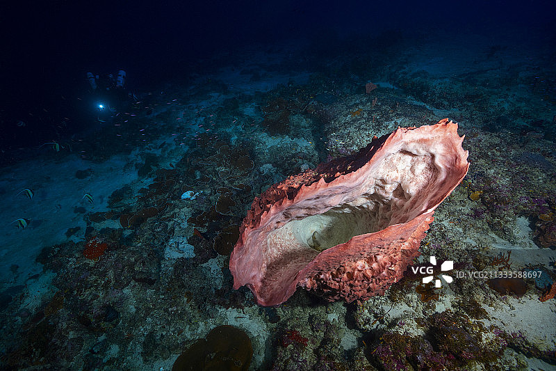 桶状海绵图片素材