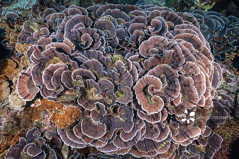 礁石上精致的莴苣珊瑚图片素材