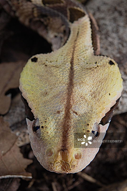 西非加蓬咝蝰幼蛇肖像图片素材