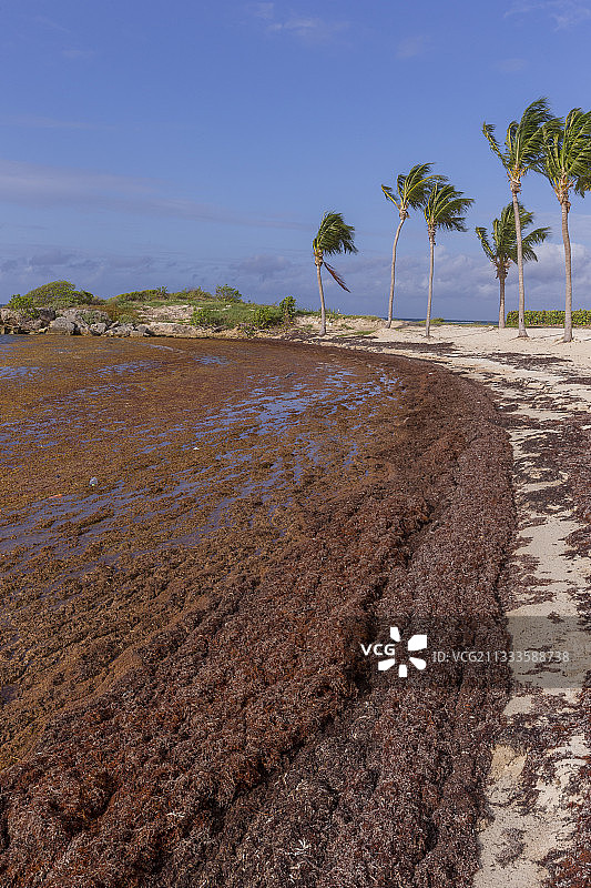 被马尾藻入侵的海滩，分解的藻类散发出强烈的硫化氢气味，圣安妮，瓜德罗普岛，小安的列斯群岛，加勒比海，法国图片素材