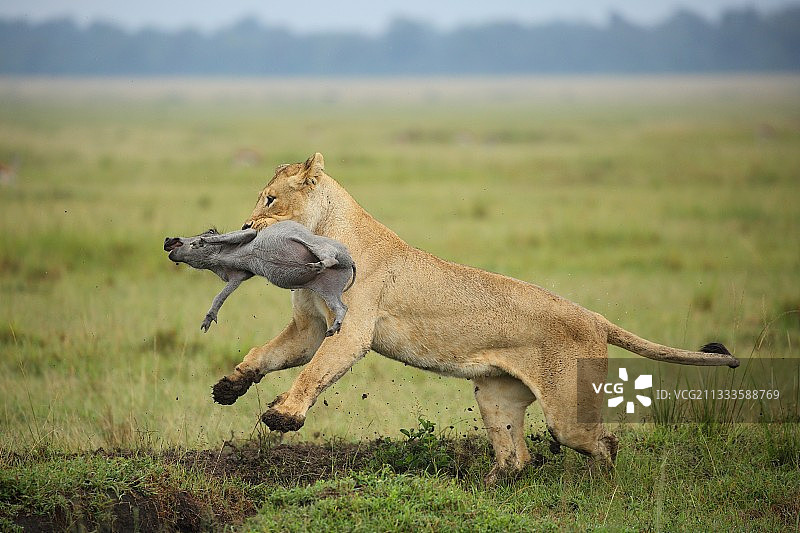 肯尼亚马赛马拉：母狮捕食幼年普通疣猪图片素材