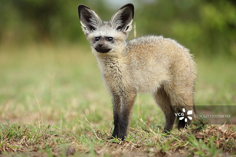 幼年蝙蝠耳廓狐，肯尼亚马赛马拉图片素材