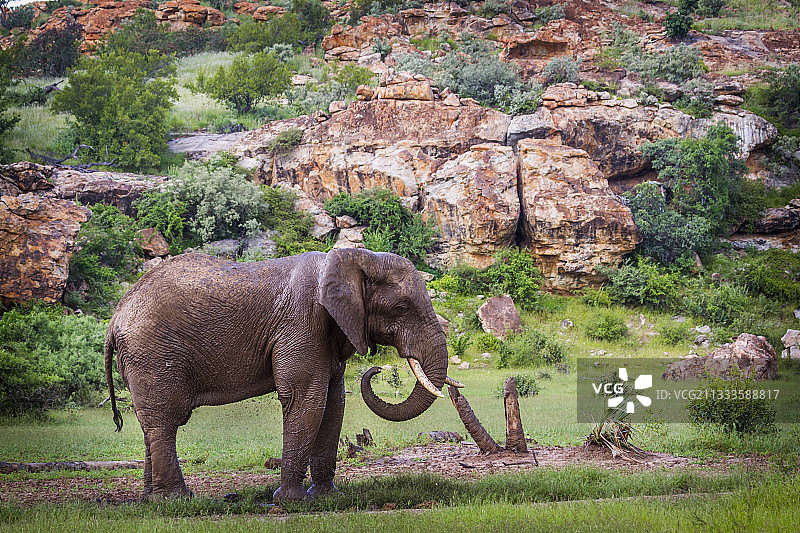 南非马蓬古布韦国家公园的非洲丛林象图片素材