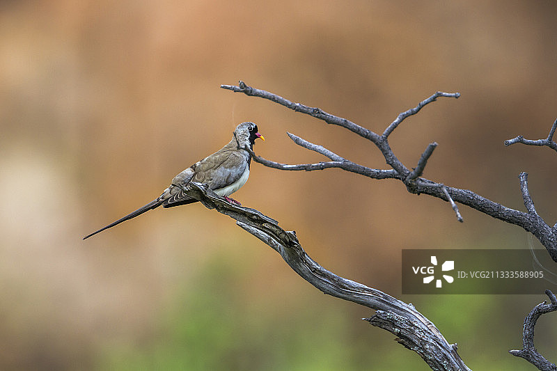 南非马蓬古布韦国家公园的Namaqua Dove (Oena capensis)图片素材