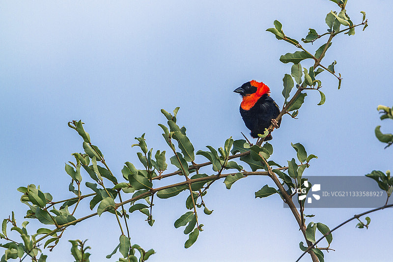 南部红主教鸟在南非马蓬古布韦国家公园图片素材