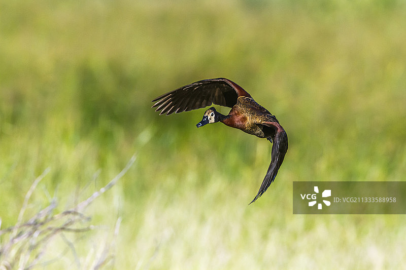 在南非马蓬古布韦国家公园的白脸啸鸭图片素材