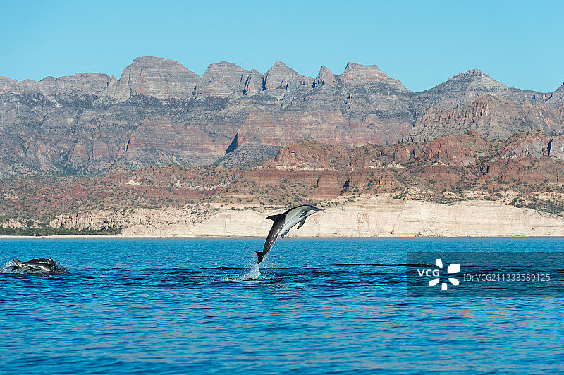 墨西哥加利福尼亚湾的普通海豚图片素材