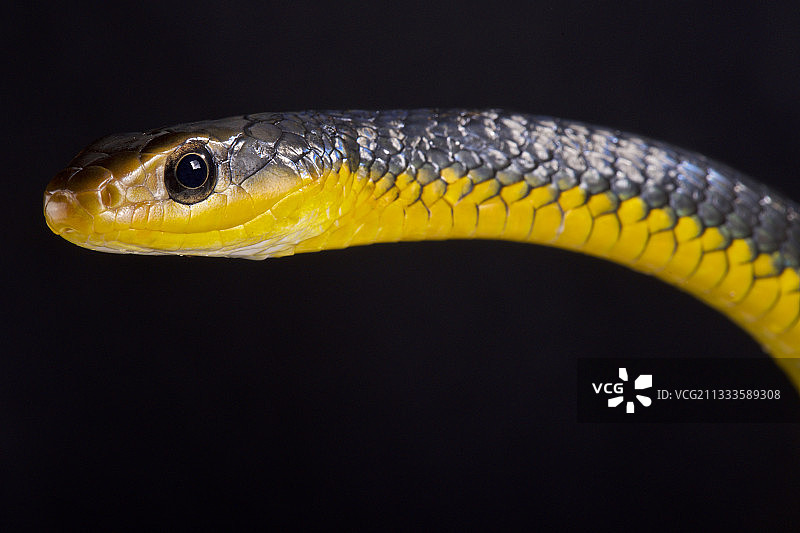 亚马逊鞭蛇图片素材