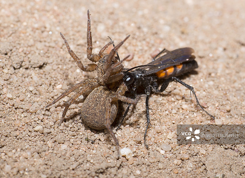 黄斑姬蜂，法国北部孚日地区自然公园图片素材