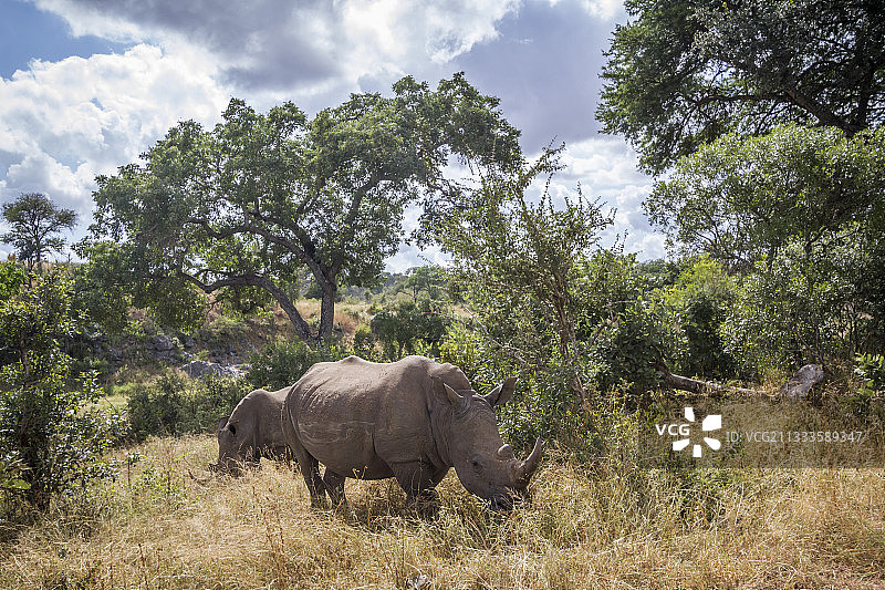 南非克鲁格国家公园的南方白犀牛图片素材