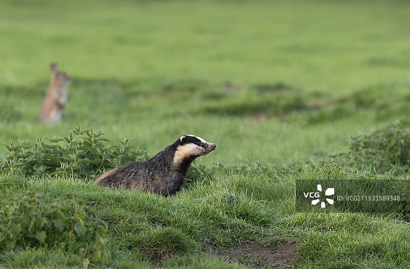 站在草地上的獾（Meles meles）图片素材