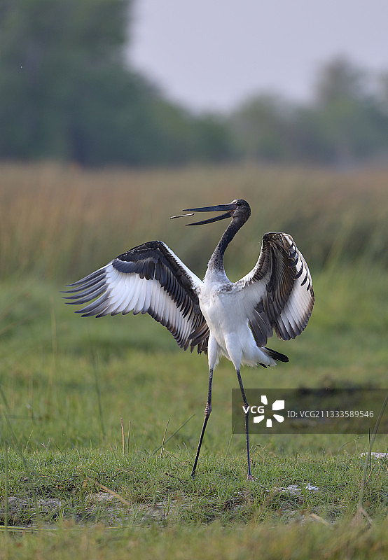 非洲鞍嘴鹳幼鸟玩耍树枝图片素材