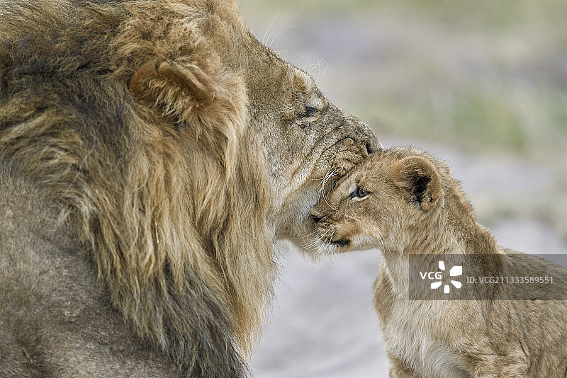 狮子（Panthera leo）雄狮和幼崽，奎，博茨瓦纳图片素材