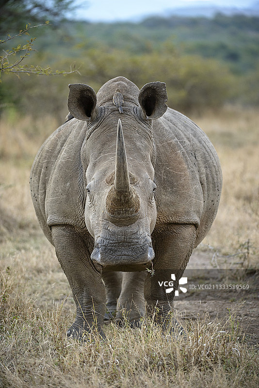 与白犀牛（Ceratotherium simum）面对面，南非Umfolozi图片素材