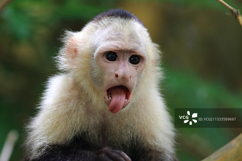 白面卷尾猴，哥斯达黎加图片素材