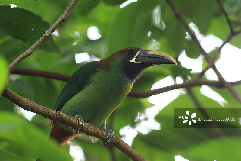 绿鹃嘴鵎鵼，哥斯达黎加图片素材