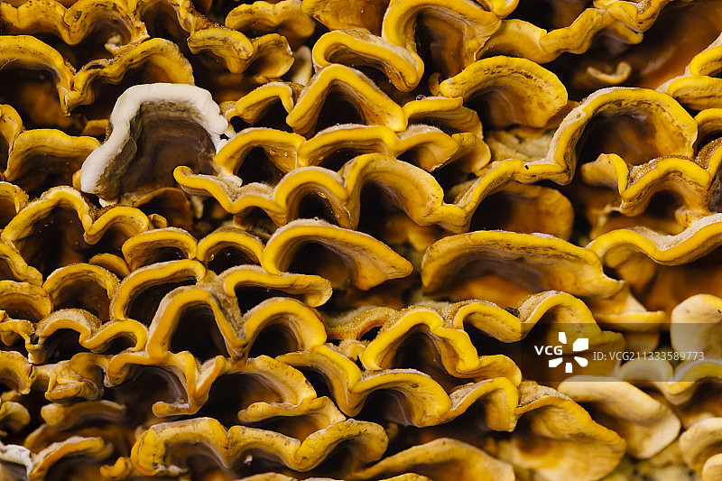 Soultzeren的云芝（法国阿尔萨斯）图片素材