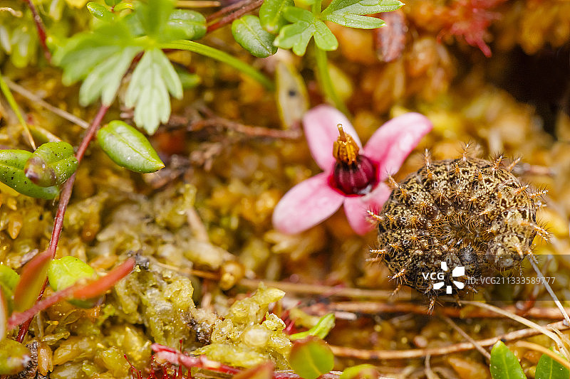蔓越莓豹蛱蝶和蔓越莓花图片素材