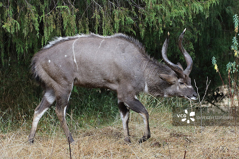 山地尼亚拉雄性 (Tragelaphus buxtoni)，埃塞俄比亚Dinsho图片素材