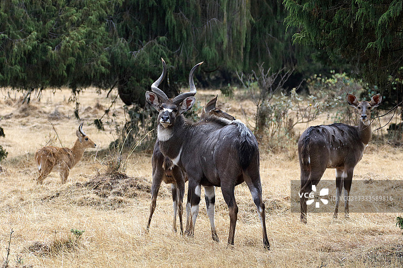 埃塞俄比亚丁肖山地尼亚拉羚羊一家图片素材