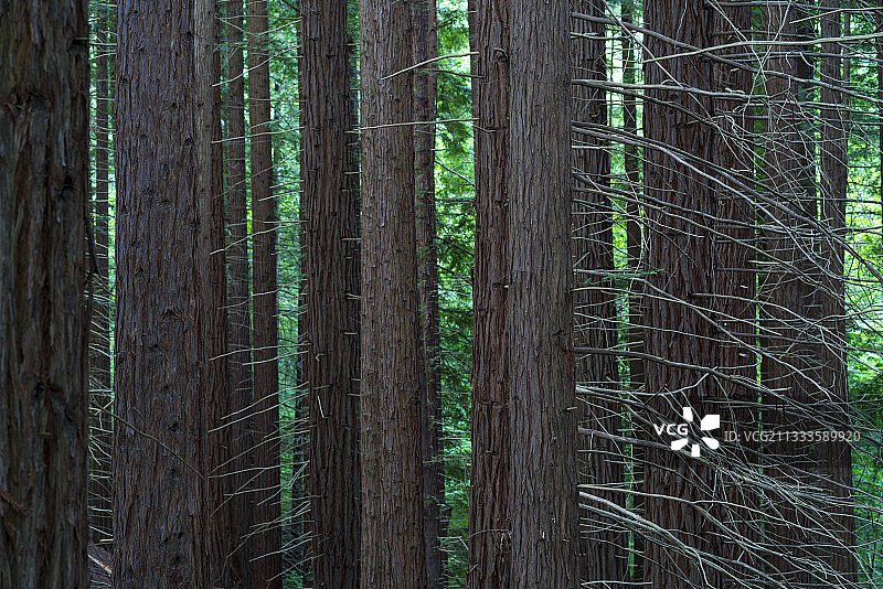 红杉（Sequoia sempervirens），柏科红杉属的现存物种，俗称海岸红杉、沿海红杉和加州红杉图片素材