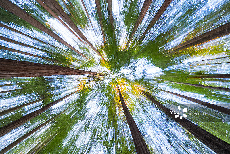 红杉（Sequoia sempervirens），柏科红杉属的现存物种，俗称海岸红杉、沿海红杉和加州红杉图片素材