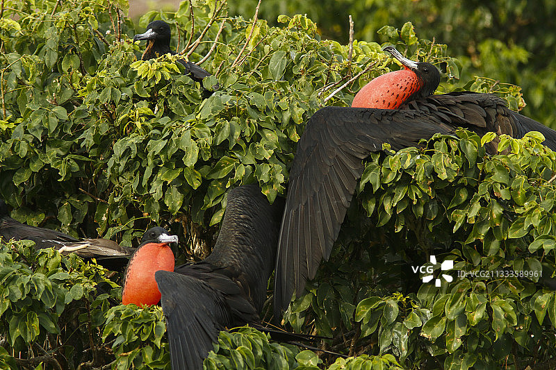雄伟军舰鸟，Isla Isabella，墨西哥纳亚里特图片素材