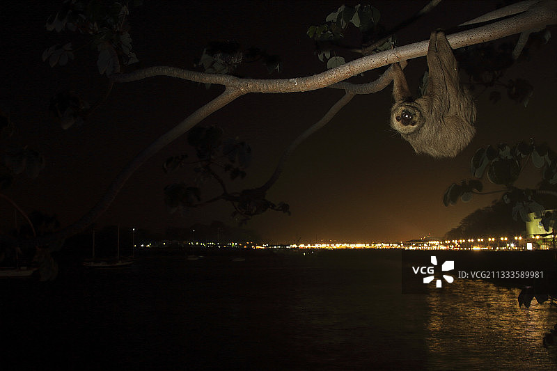 霍夫曼二趾树懒（夜间，城市地区，巴拿马）图片素材