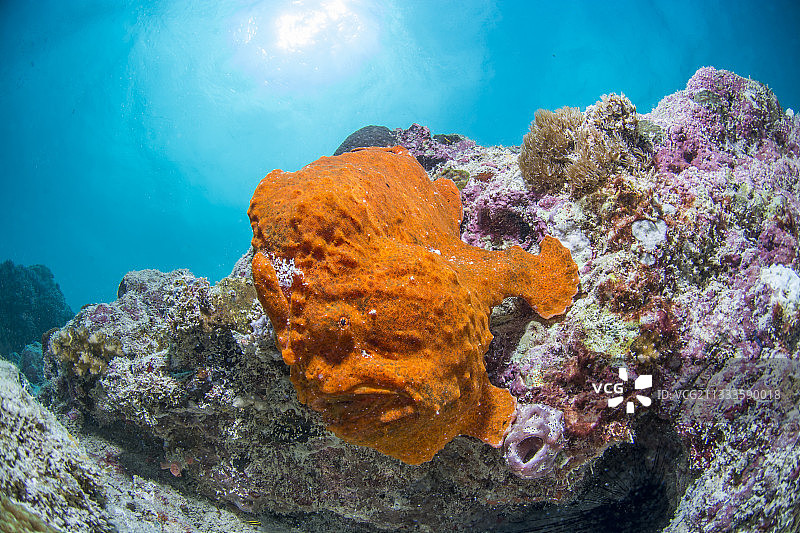 科默森躄鱼图片素材