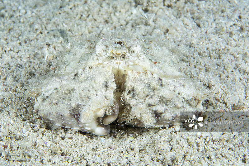 伪装在沙子中的盒蟹（Calappa sp），菲律宾莫阿尔博阿尔图片素材