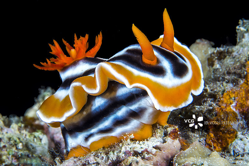 菲律宾礁石上华丽的Chromodorid海蛞蝓(Chromodoris magnifica)图片素材