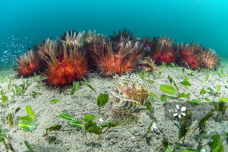 菲律宾道因的辐肛海胆和短鳍蓑鲉群与喜盐草图片素材