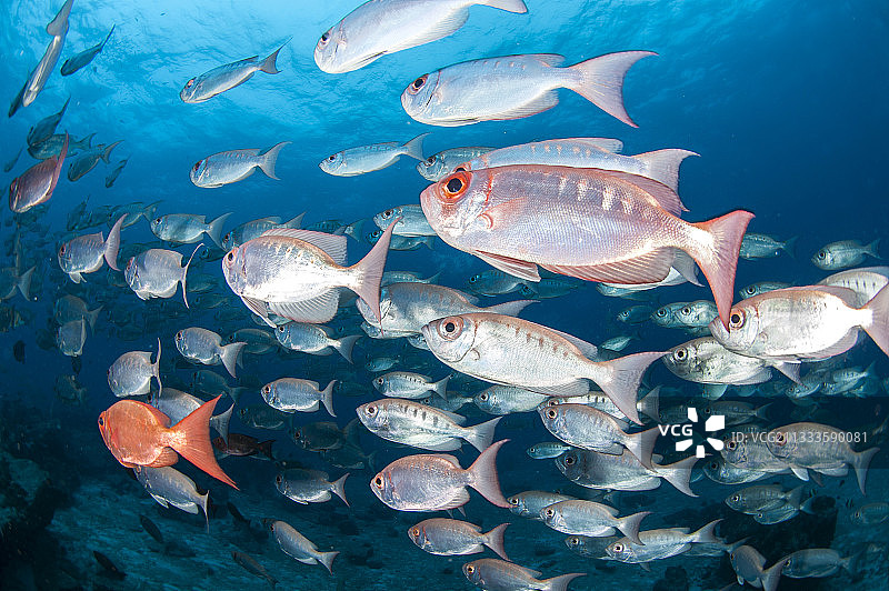塞舌尔普拉兰岛附近的镰鳍鲷群图片素材