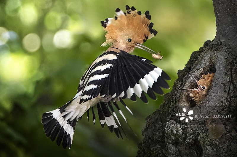 戴胜鸟喂养幼鸟图片素材